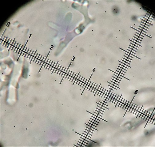 Skeletocutis nivea?